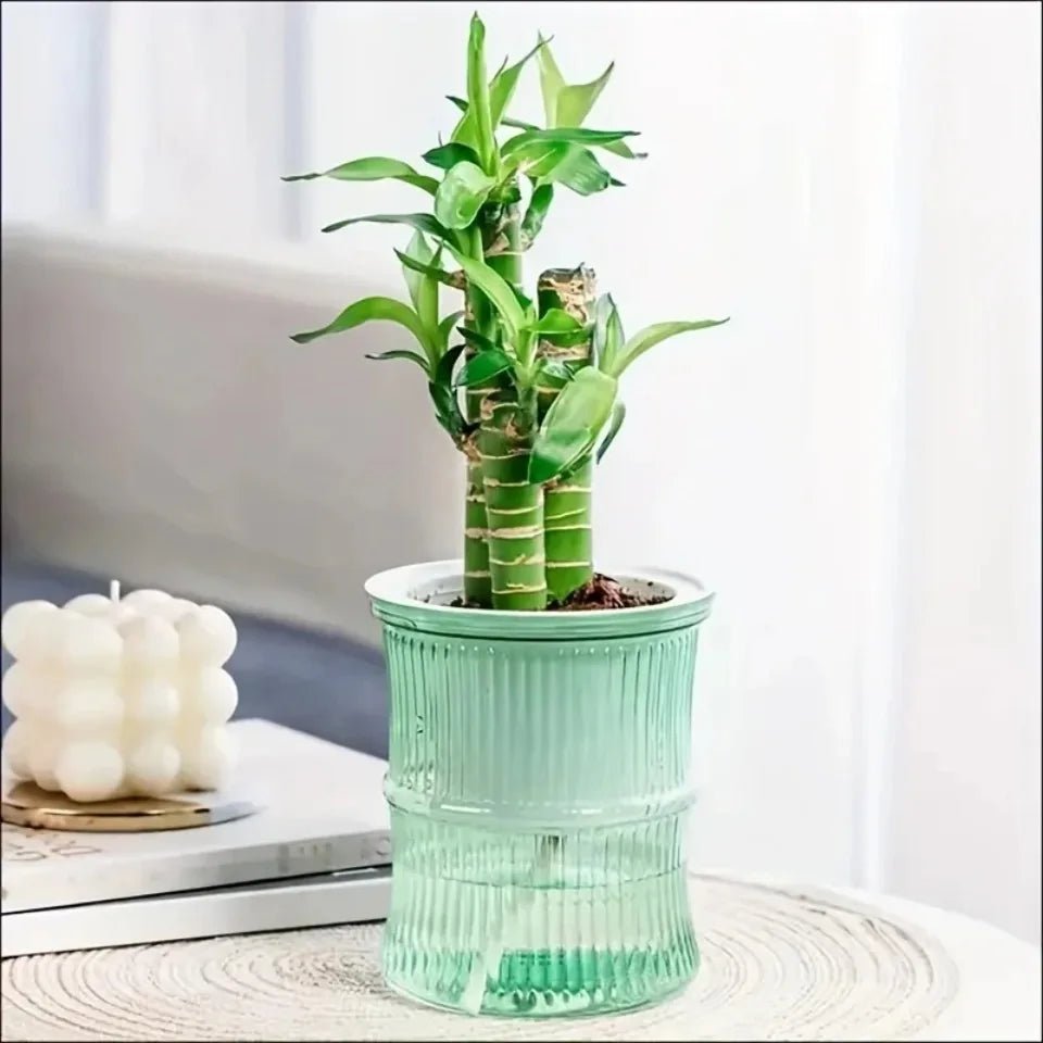 "Lazy Hydroponic Flower Pot – Transparent Self - Watering Planter, Automatic Water - Absorbing Double - Layer Plastic Pot for Office, Home & Garden" - RELUX.STORE