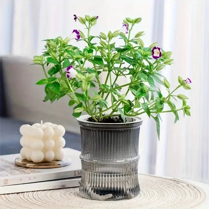 "Lazy Hydroponic Flower Pot – Transparent Self - Watering Planter, Automatic Water - Absorbing Double - Layer Plastic Pot for Office, Home & Garden" - RELUX.STORE